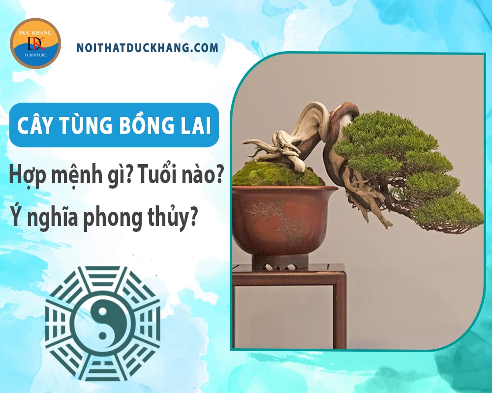 Cây tùng bồng lai hợp mệnh nào? Tuổi nào? Ý nghĩa phong thủy Cây tùng bồng lai hợp mệnh nào? Tuổi nào? Ý nghĩa phong thủy