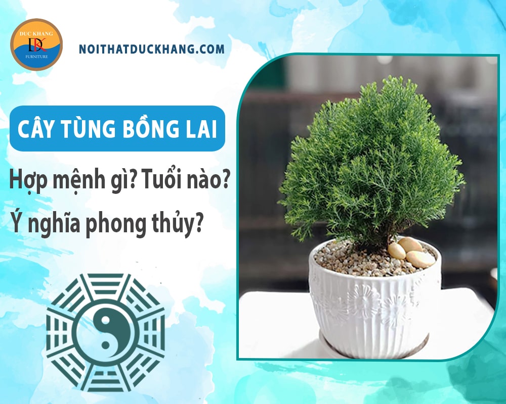 Cây tùng bồng lai hợp mệnh nào? Tuổi nào? Ý nghĩa phong thủy Cây tùng bồng lai hợp mệnh nào? Tuổi nào? Ý nghĩa phong thủy