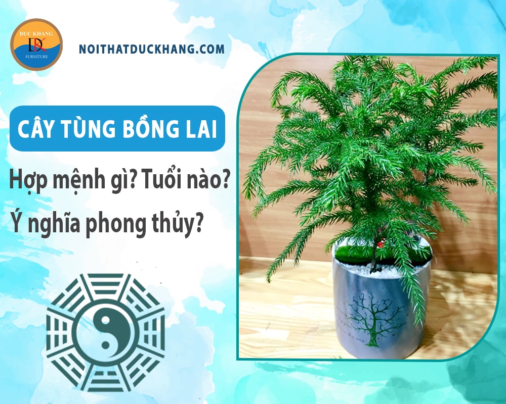 Cây tùng bồng lai hợp mệnh nào? Tuổi nào? Ý nghĩa phong thủy Cây tùng bồng lai hợp mệnh nào? Tuổi nào? Ý nghĩa phong thủy