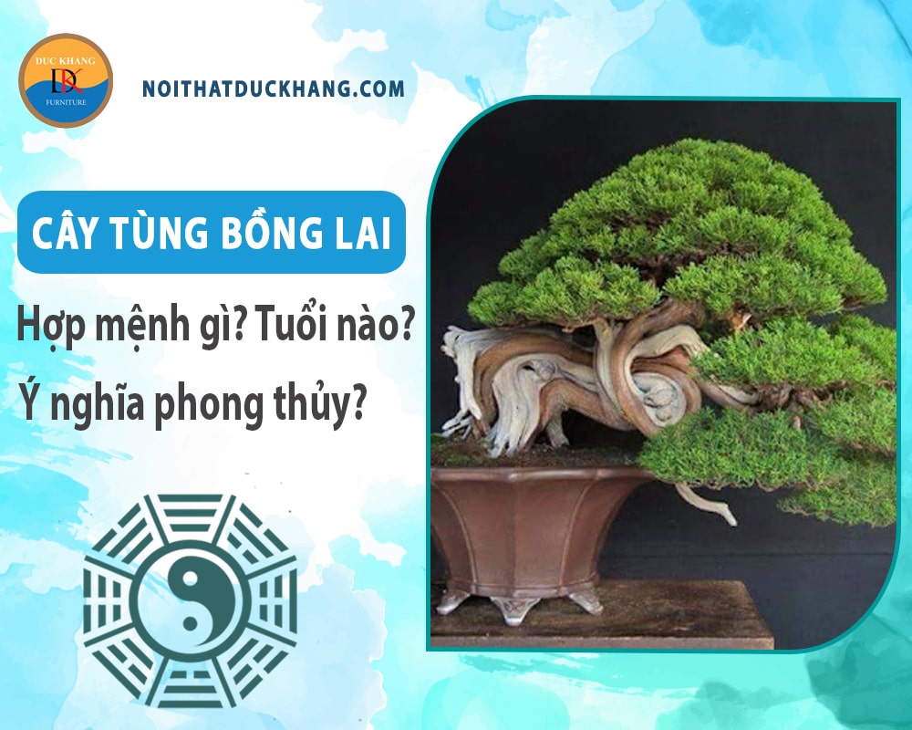 Cây tùng bồng lai hợp mệnh nào? Tuổi nào? Ý nghĩa phong thủy Cây tùng bồng lai hợp mệnh nào? Tuổi nào? Ý nghĩa phong thủy
