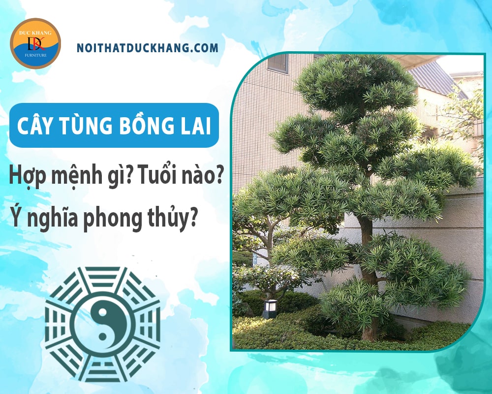 Cây tùng bồng lai hợp mệnh nào? Tuổi nào? Ý nghĩa phong thủy