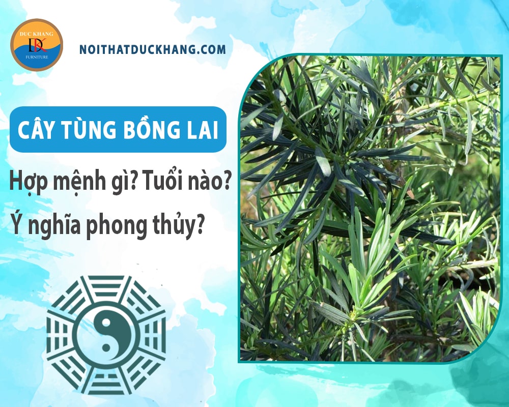 Cây tùng bồng lai hợp mệnh nào? Tuổi nào? Ý nghĩa phong thủy Cây tùng bồng lai hợp mệnh nào? Tuổi nào? Ý nghĩa phong thủy