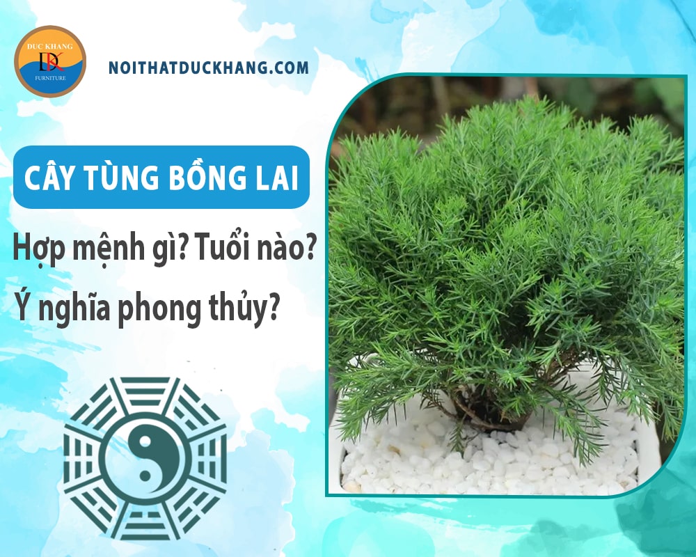 Cây tùng bồng lai hợp mệnh nào? Tuổi nào? Ý nghĩa phong thủy Cây tùng bồng lai hợp mệnh nào? Tuổi nào? Ý nghĩa phong thủy