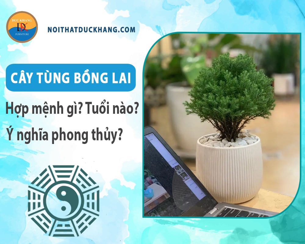 Cây tùng bồng lai hợp mệnh nào? Tuổi nào? Ý nghĩa phong thủy Cây tùng bồng lai hợp mệnh nào? Tuổi nào? Ý nghĩa phong thủy