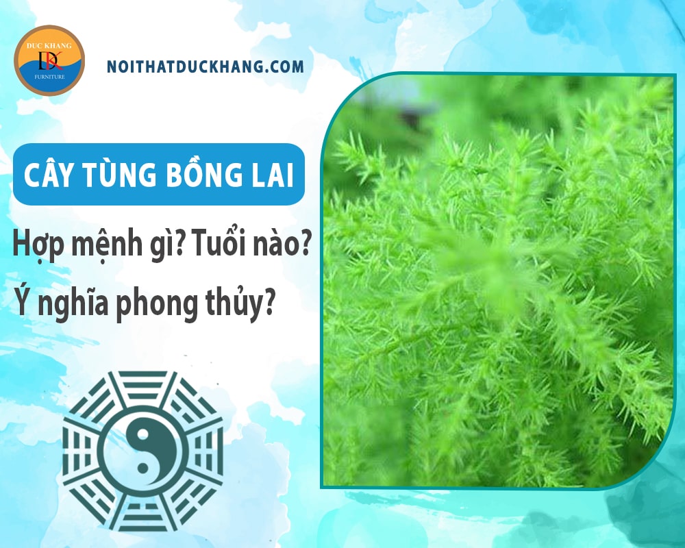Cây tùng bồng lai hợp mệnh nào? Tuổi nào? Ý nghĩa phong thủy Cây tùng bồng lai hợp mệnh nào? Tuổi nào? Ý nghĩa phong thủy