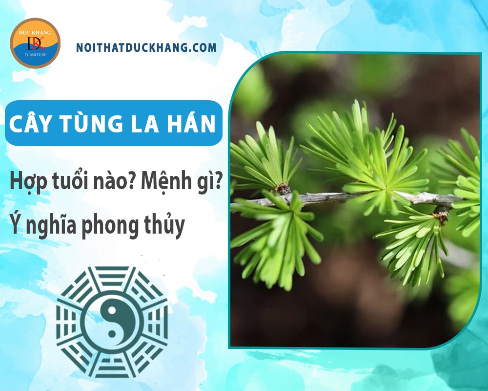 Cây tùng la hán hợp tuổi nào? Mệnh gì? Ý nghĩa phong thủy?