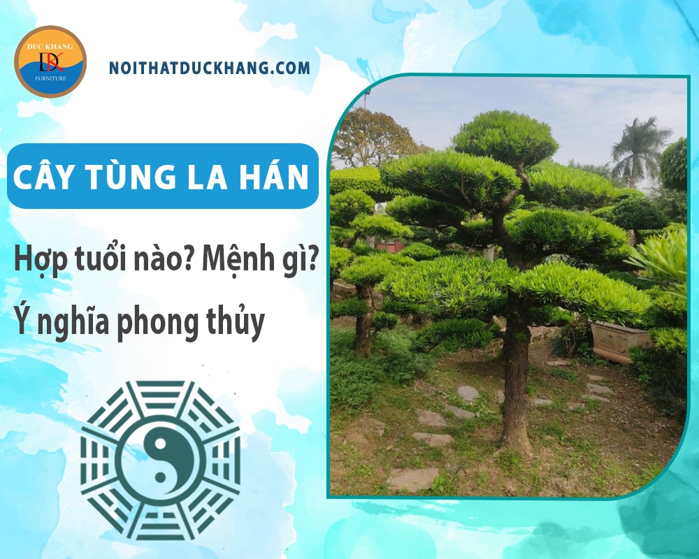 Cây tùng la hán hợp tuổi nào? Mệnh gì? Ý nghĩa phong thủy?