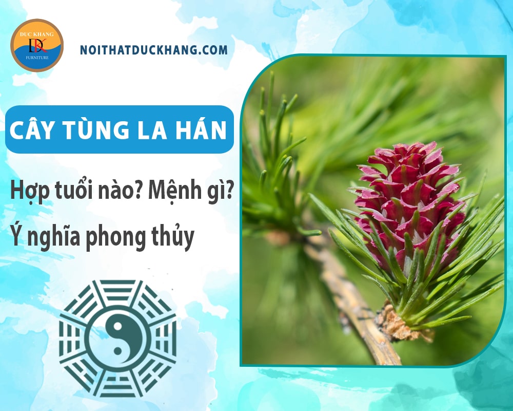 Cây tùng la hán hợp tuổi nào? Mệnh gì? Ý nghĩa phong thủy?