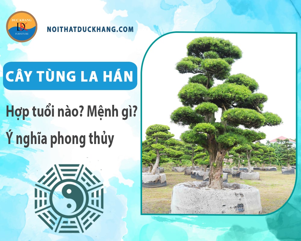 Cây tùng la hán hợp tuổi nào? Mệnh gì? Ý nghĩa phong thủy?