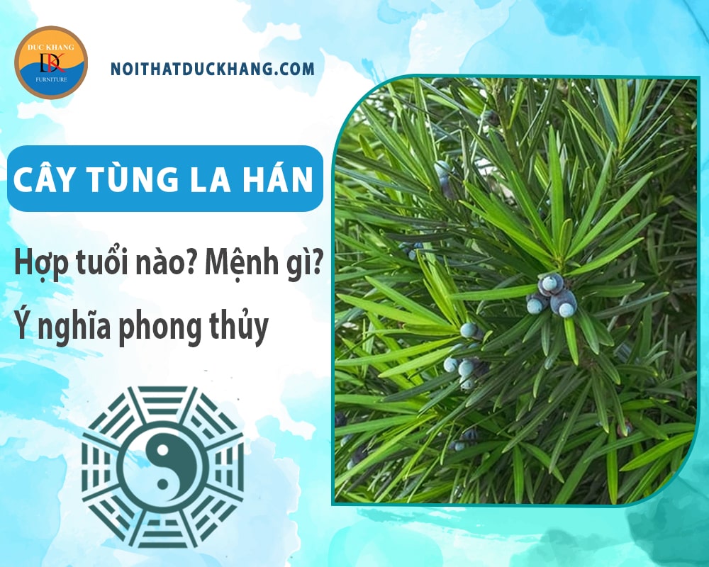 Cây tùng la hán hợp tuổi nào? Mệnh gì? Ý nghĩa phong thủy?