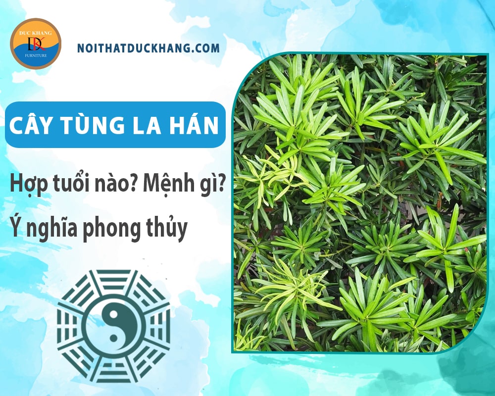 Cây tùng la hán hợp tuổi nào? Mệnh gì? Ý nghĩa phong thủy?