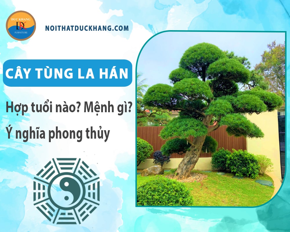 Cây tùng la hán hợp tuổi nào? Mệnh gì? Ý nghĩa phong thủy?