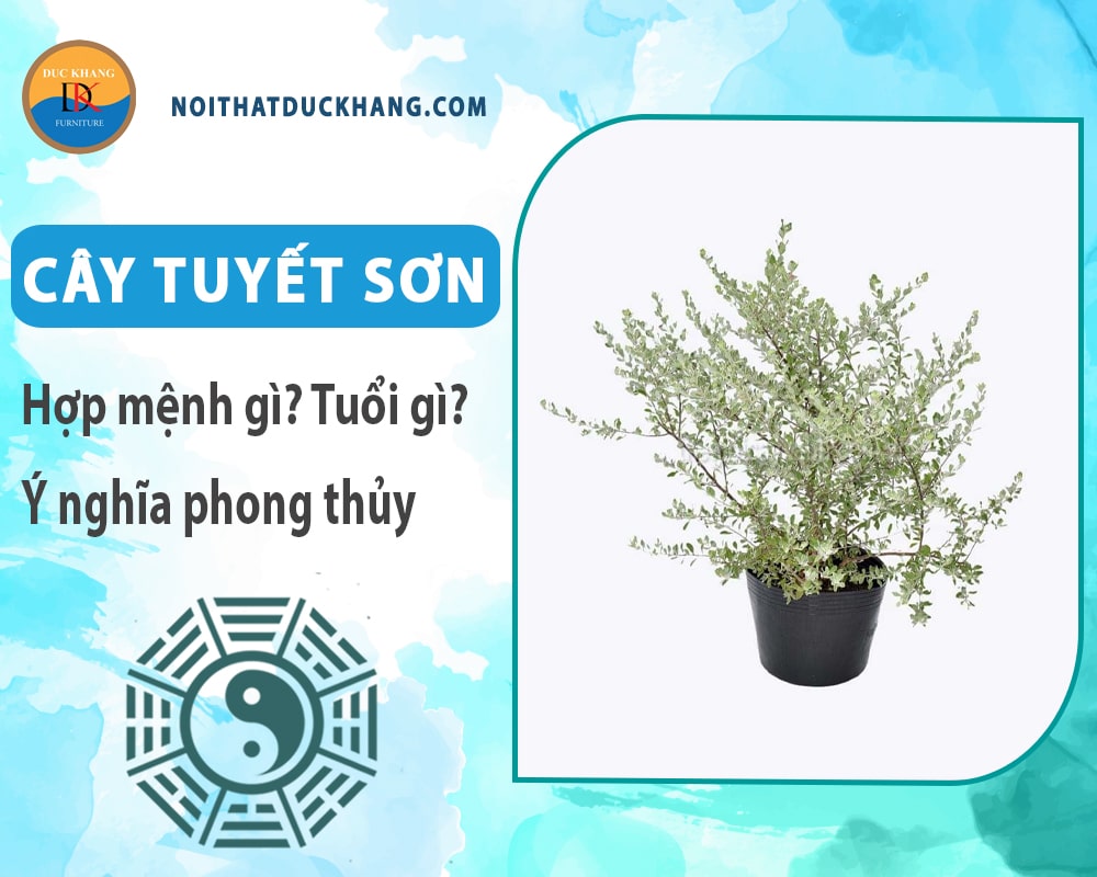 Cây tuyết sơn hợp mệnh gì? Tuổi gì? Ý nghĩa phong thủy