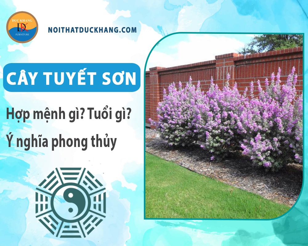 Cây tuyết sơn hợp mệnh gì? Tuổi gì? Ý nghĩa phong thủy