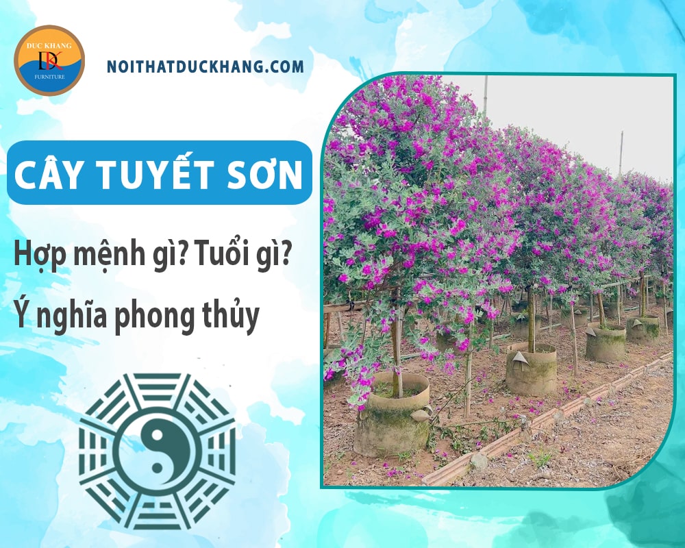 Cây tuyết sơn hợp mệnh gì? Tuổi gì? Ý nghĩa phong thủy