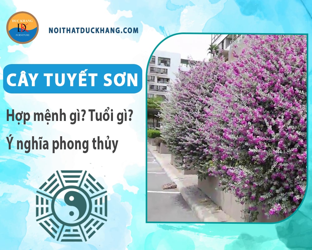 Cây tuyết sơn hợp mệnh gì? Tuổi gì? Ý nghĩa phong thủy