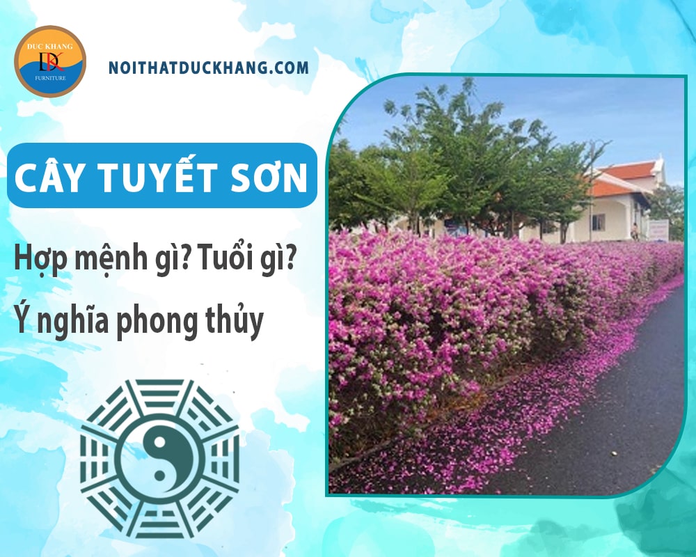 Cây tuyết sơn hợp mệnh gì? Tuổi gì? Ý nghĩa phong thủy