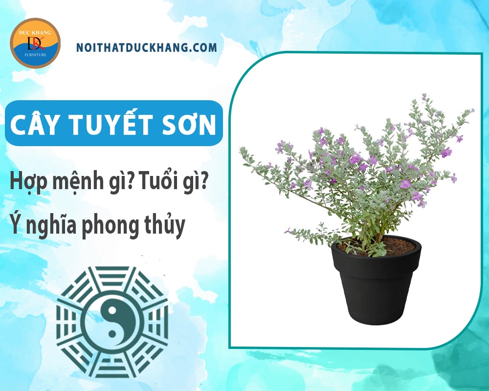 Cây tuyết sơn hợp mệnh gì? Tuổi gì? Ý nghĩa phong thủy