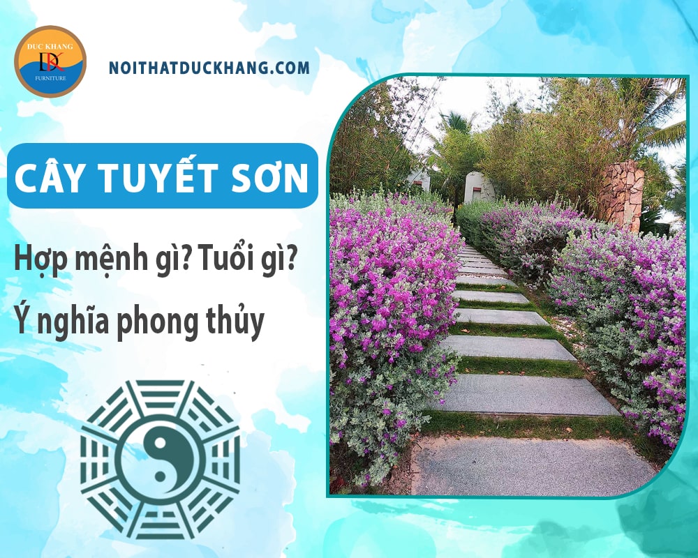 Cây tuyết sơn hợp mệnh gì? Tuổi gì? Ý nghĩa phong thủy