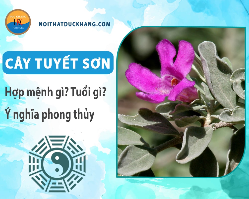 Cây tuyết sơn hợp mệnh gì? Tuổi gì? Ý nghĩa phong thủy