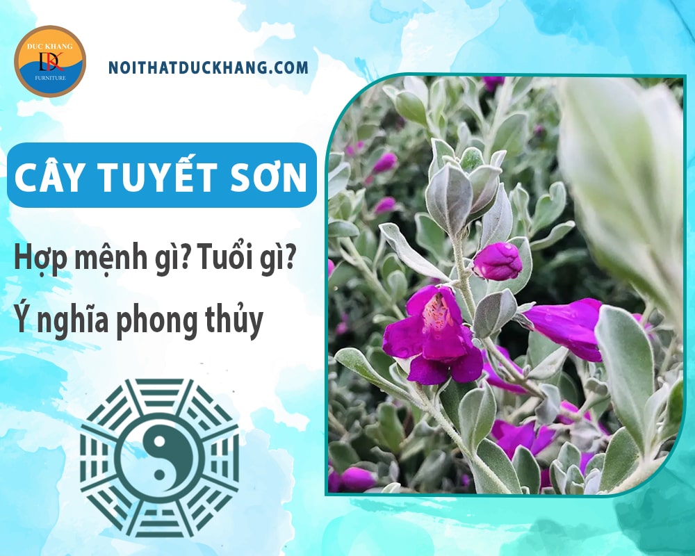 Cây tuyết sơn hợp mệnh gì? Tuổi gì? Ý nghĩa phong thủy