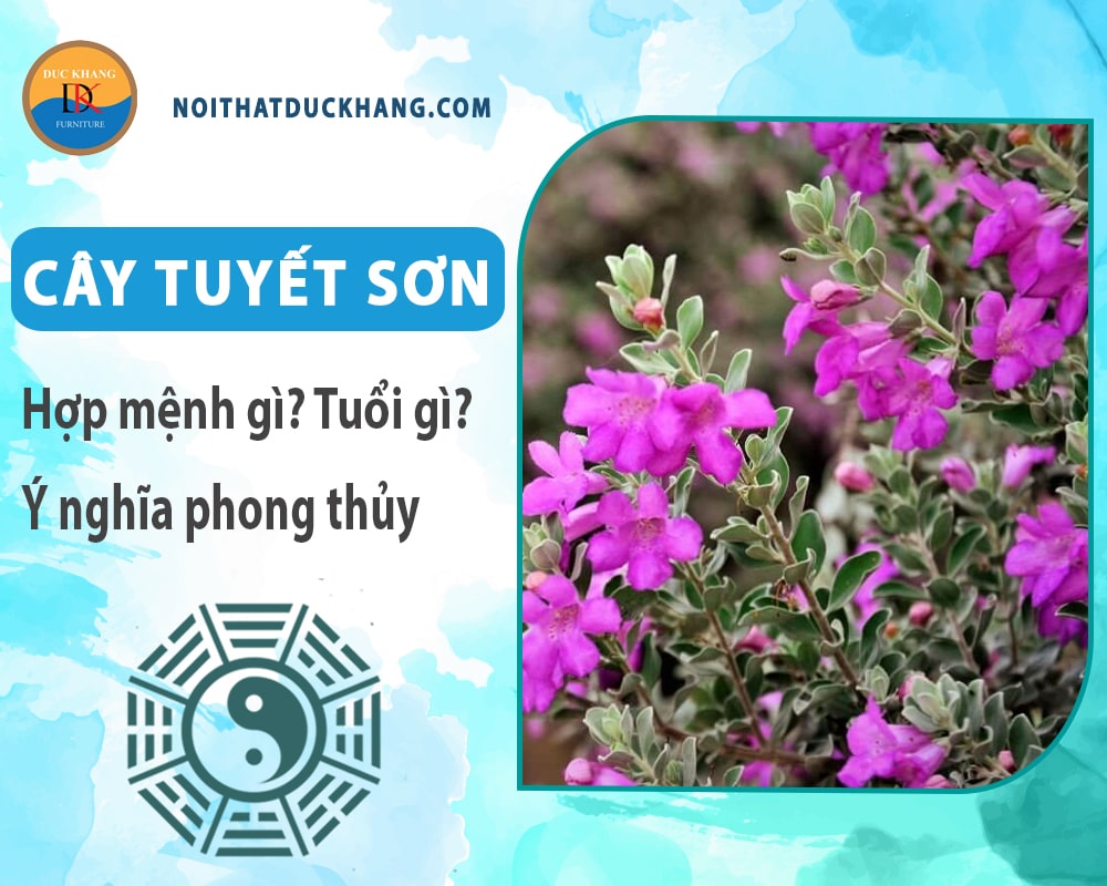 Cây tuyết sơn hợp mệnh gì? Tuổi gì? Ý nghĩa phong thủy