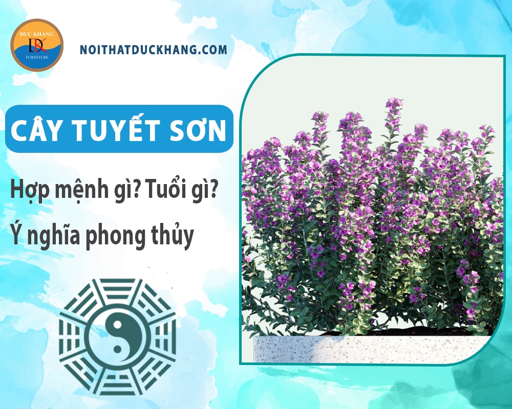 Cây tuyết sơn hợp mệnh gì? Tuổi gì? Ý nghĩa phong thủy