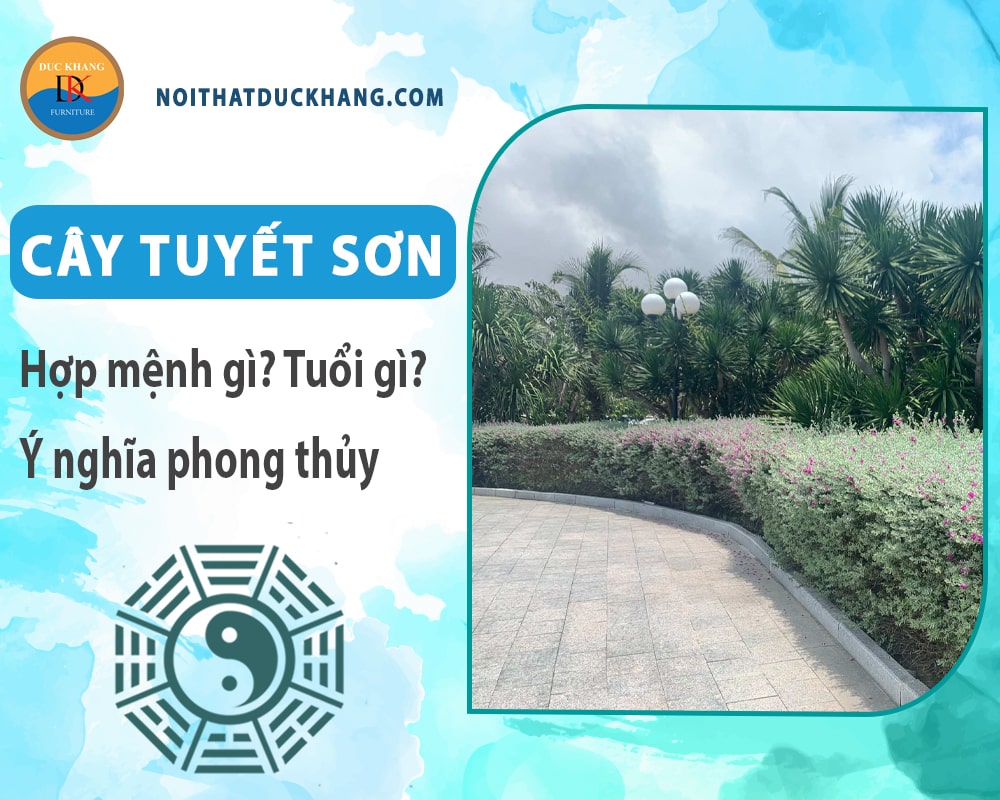 Cây tuyết sơn hợp mệnh gì? Tuổi gì? Ý nghĩa phong thủy