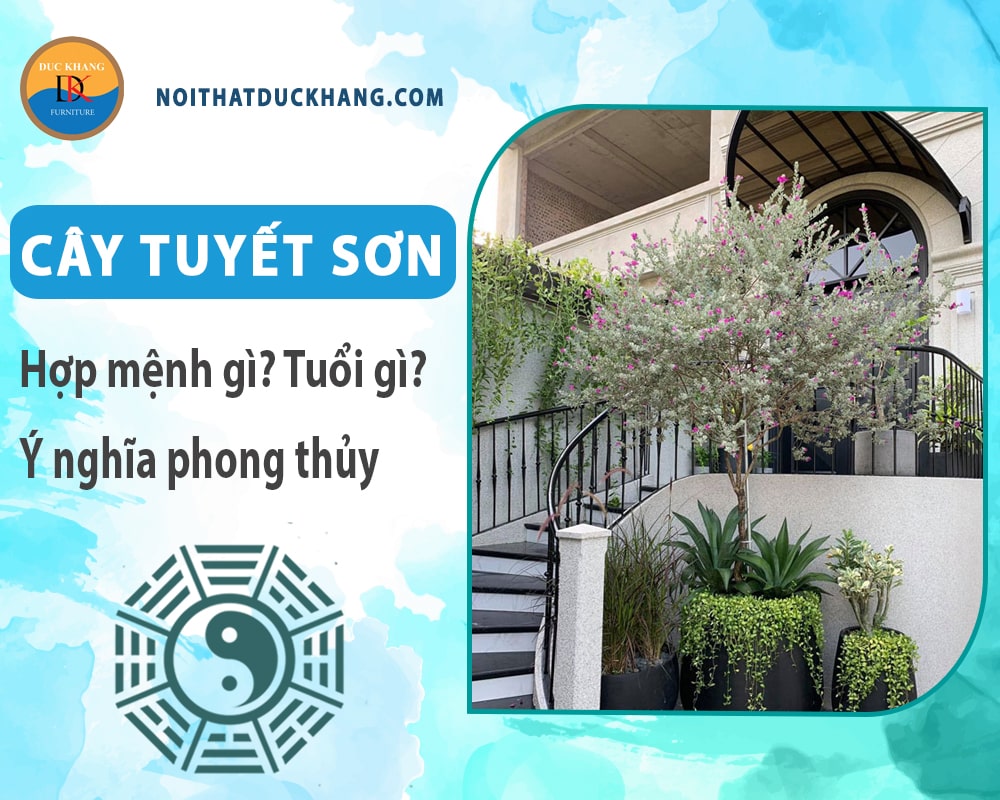 Cây tuyết sơn hợp mệnh gì? Tuổi gì? Ý nghĩa phong thủy