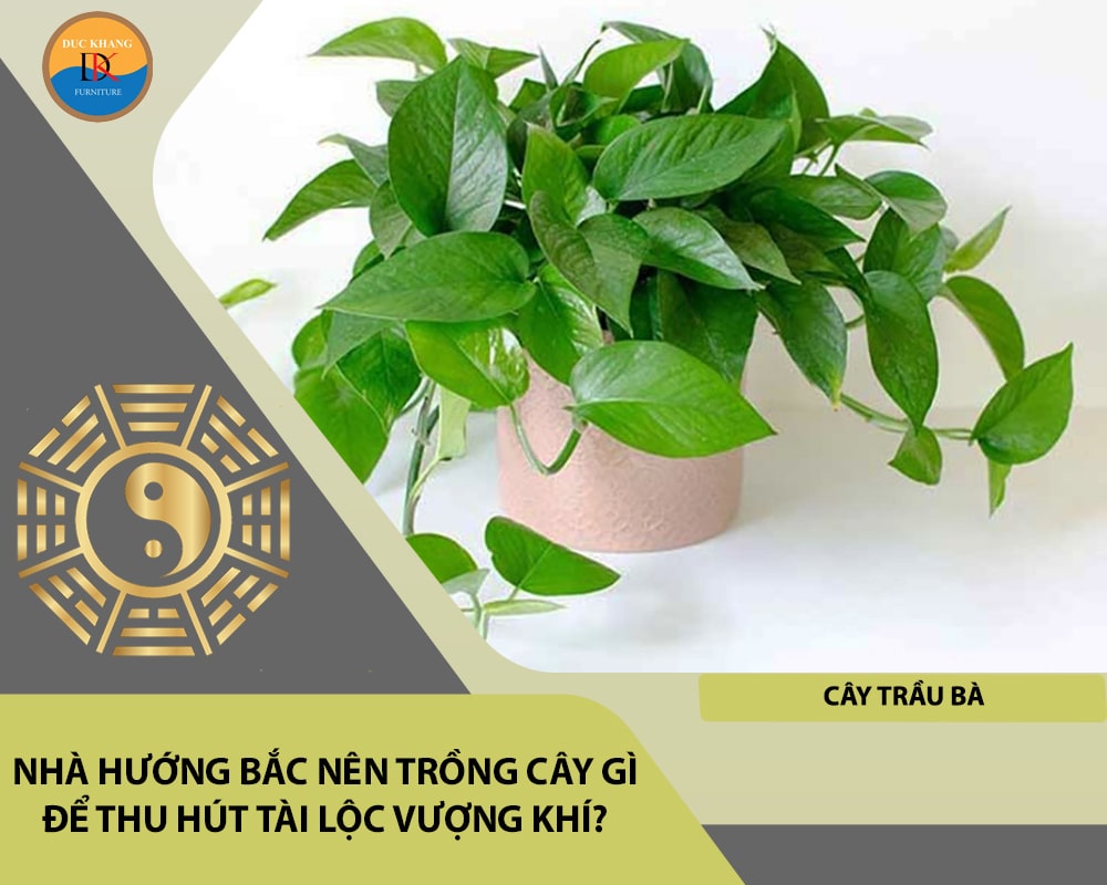 Nhà hướng Bắc nên trồng cây gì để thu hút tài lộc vượng khí - Trầu Bà