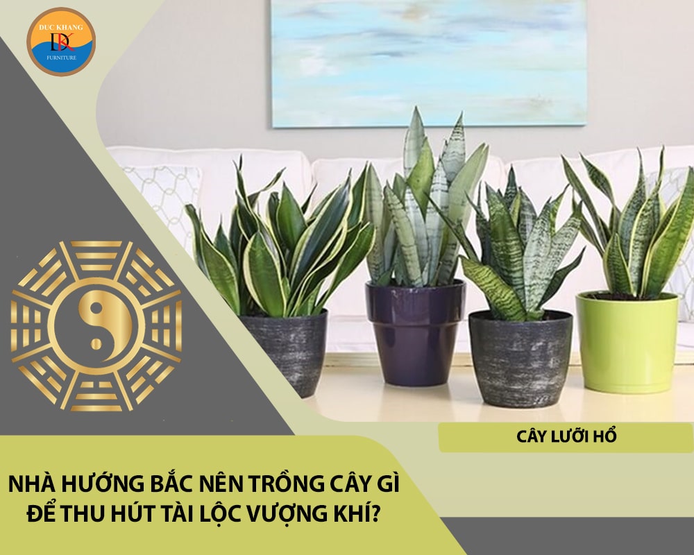 Nhà hướng Bắc nên trồng cây gì để thu hút tài lộc vượng khí - Cây Lưỡi Hổ