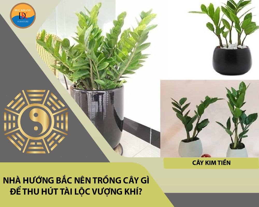 Nhà hướng Bắc nên trồng cây gì để thu hút tài lộc vượng khí - Cây Kim Tiền