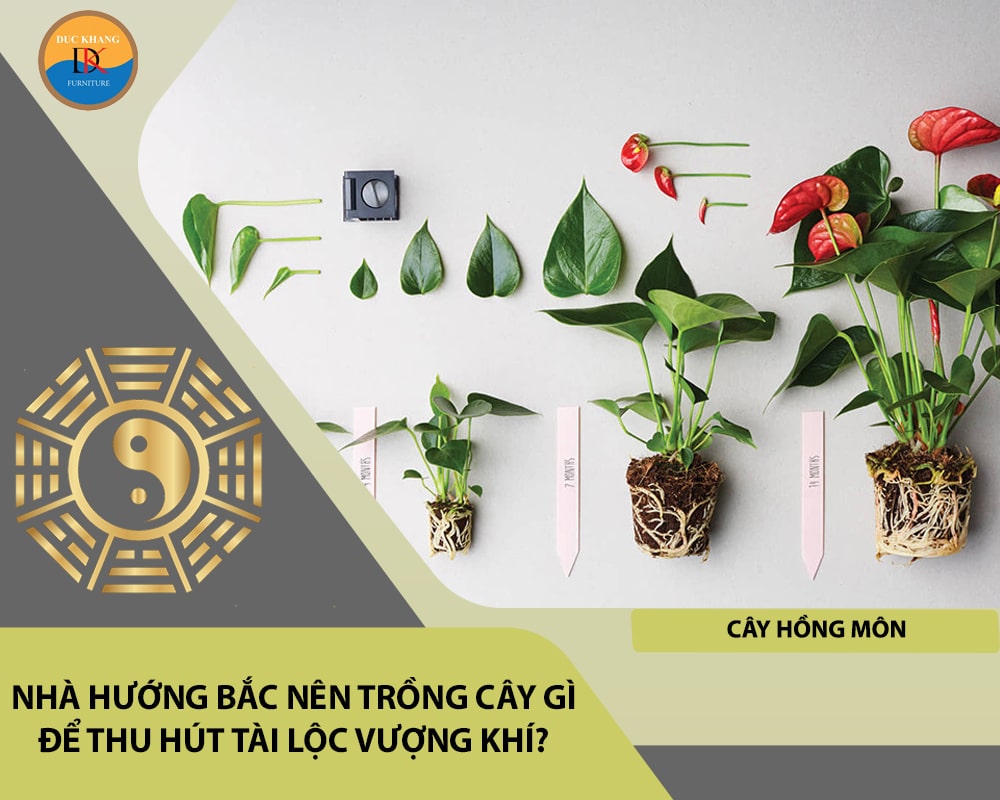 Nhà hướng Bắc nên trồng cây gì để thu hút tài lộc vượng khí - Cây Hồng Môn