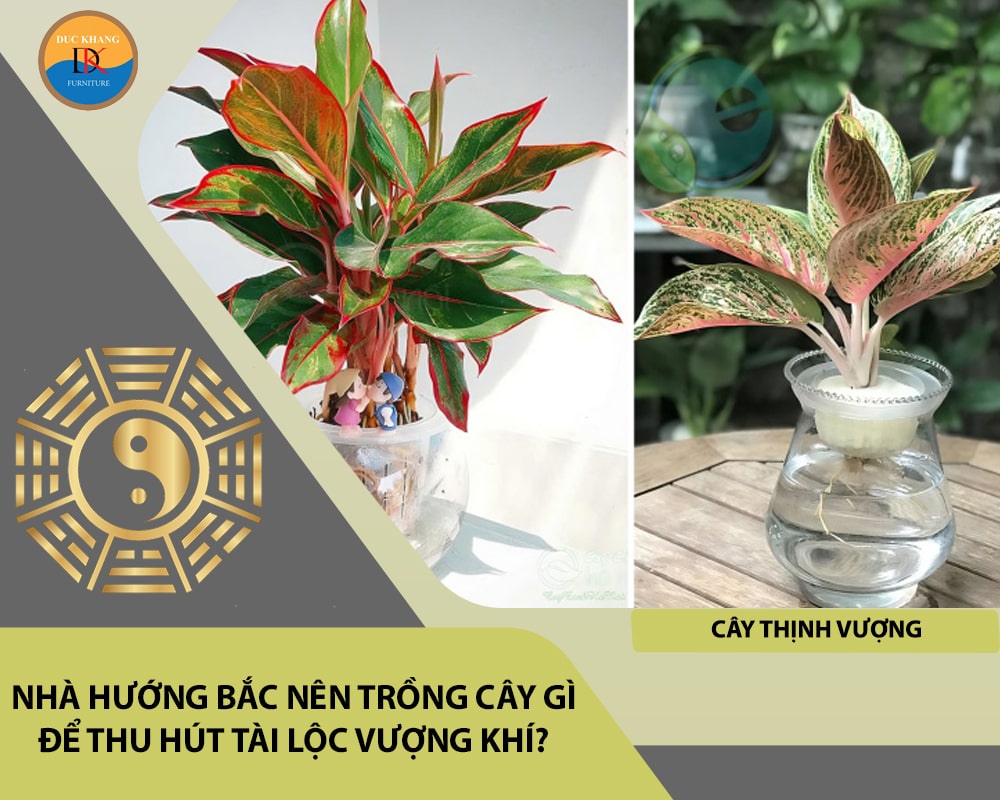 Nhà hướng Bắc nên trồng cây gì để thu hút tài lộc vượng khí - Cây Thịnh Vượng