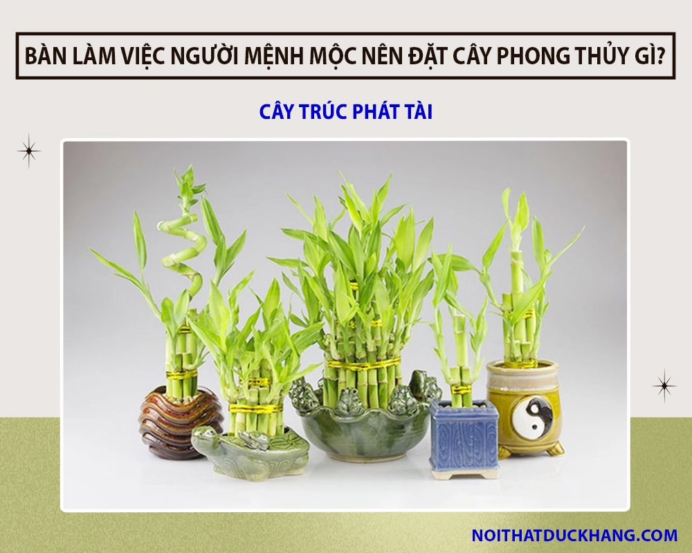 Bàn làm việc người mệnh Mộc nên đặt cây phong thủy - Cây trúc phát tài