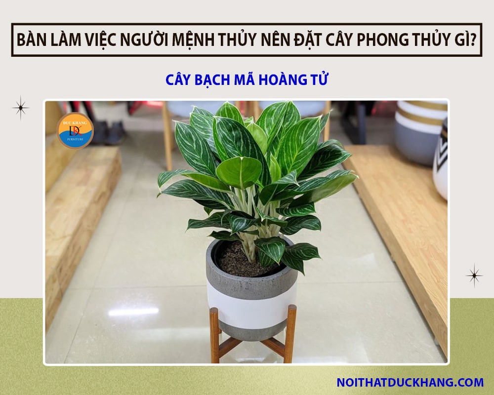 Bàn làm việc người mệnh Thủy nên đặt cây phong thủy - Cây bạch mã hoàng tử