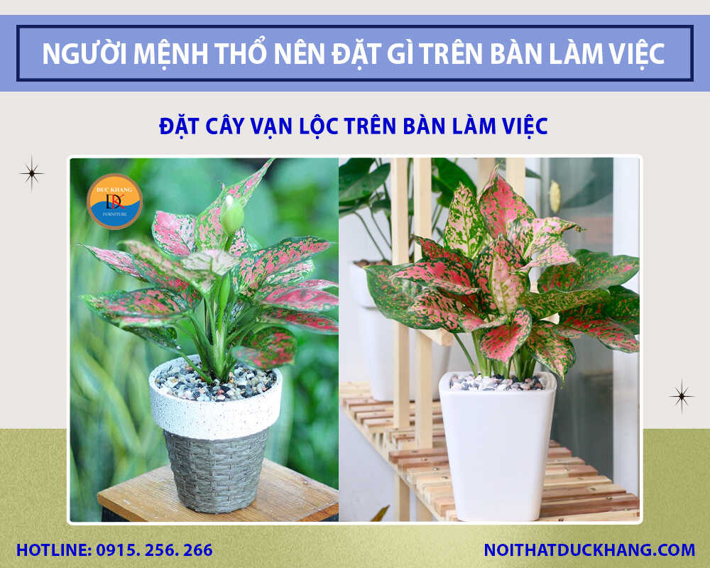 Đặt cây Vạn Lộc trên bàn làm việc Đặt cây Vạn Lộc trên bàn làm việc