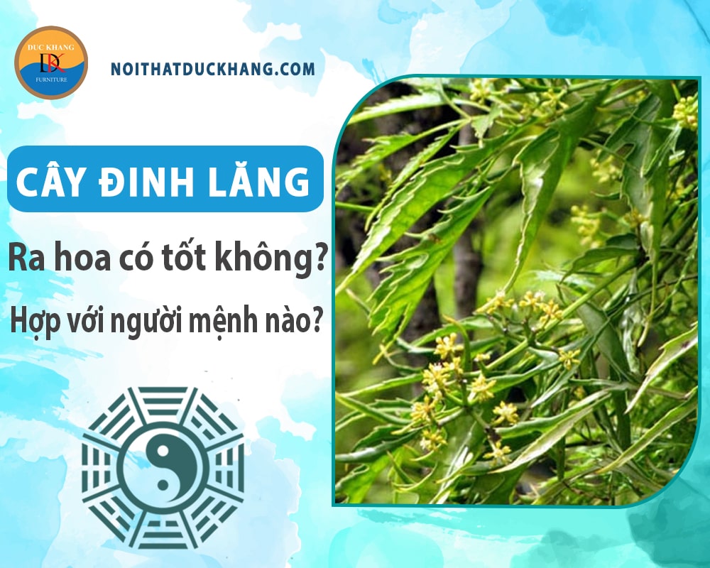 Cây đinh lăng ra hoa có tốt không? Hợp với người mệnh nào? Cây đinh lăng ra hoa có tốt không? Hợp với người mệnh nào?