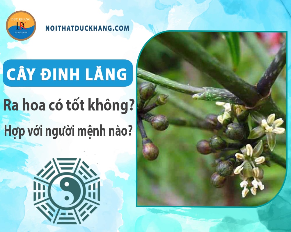 Cây đinh lăng ra hoa có tốt không? Hợp với người mệnh nào? Cây đinh lăng ra hoa có tốt không? Hợp với người mệnh nào?