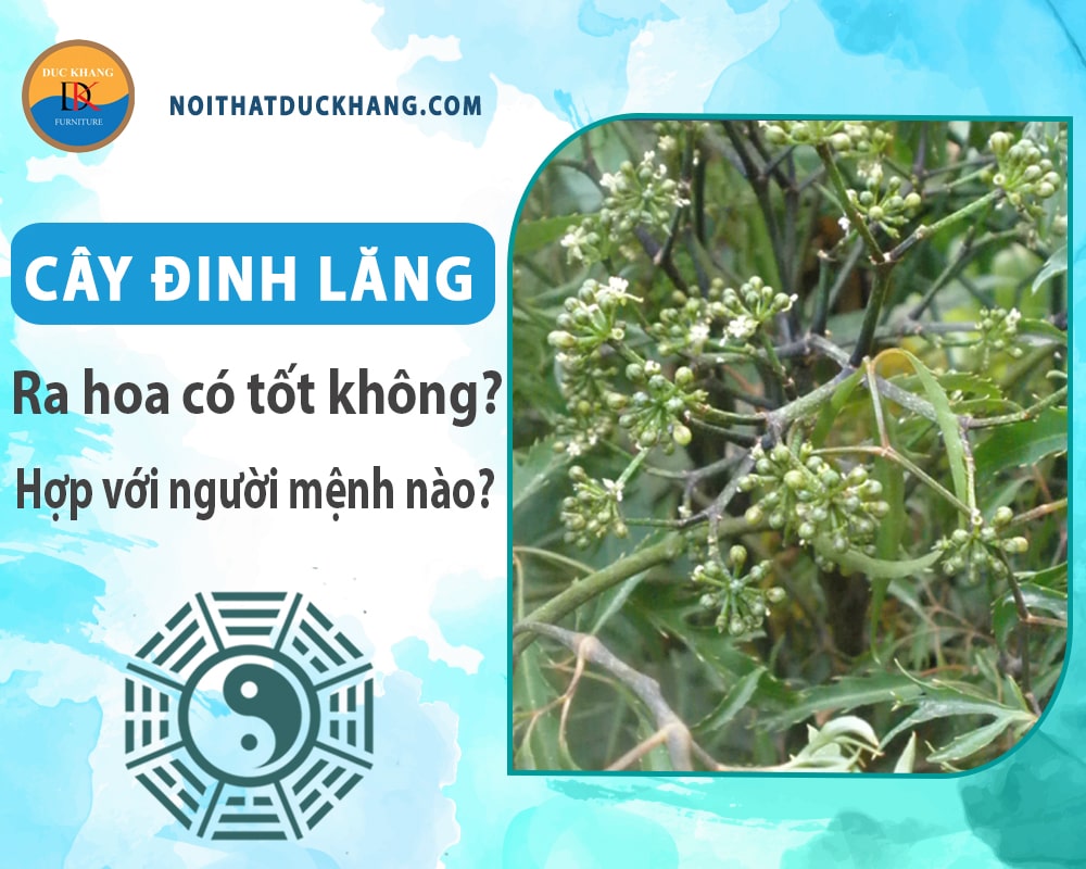 Cây đinh lăng ra hoa có tốt không? Hợp với người mệnh nào?