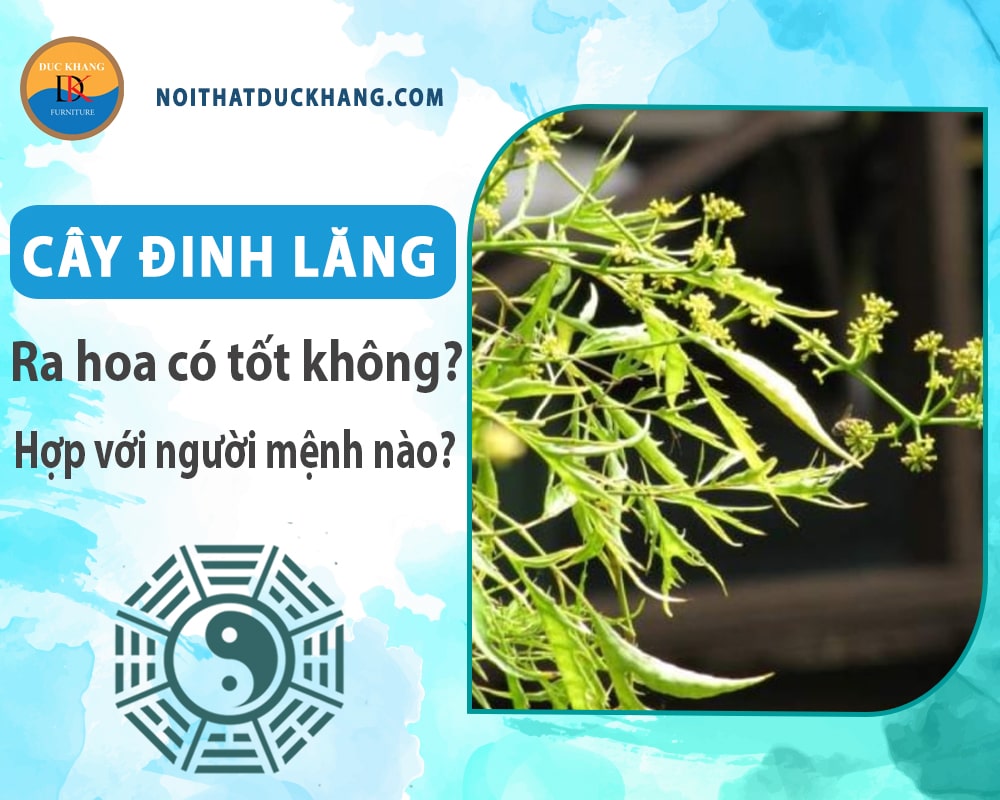 Cây đinh lăng ra hoa có tốt không? Hợp với người mệnh nào? Cây đinh lăng ra hoa có tốt không? Hợp với người mệnh nào?