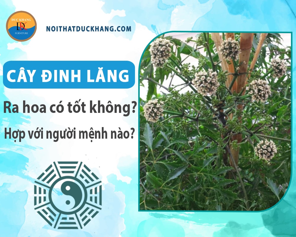 Cây đinh lăng ra hoa có tốt không? Hợp với người mệnh nào? Cây đinh lăng ra hoa có tốt không? Hợp với người mệnh nào?