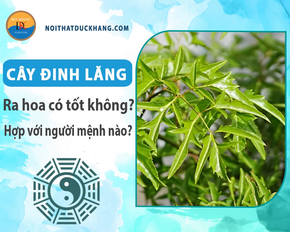 Cây đinh lăng ra hoa có tốt không? Hợp với người mệnh nào? Cây đinh lăng ra hoa có tốt không? Hợp với người mệnh nào?