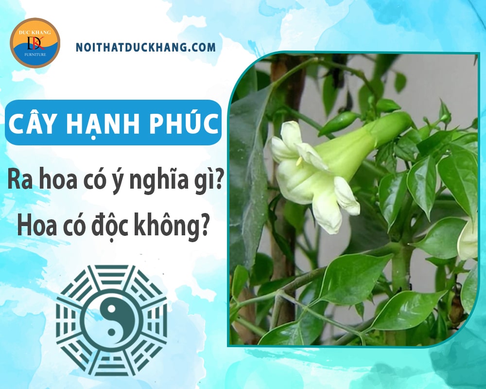 Cây hạnh phúc ra hoa có ý nghĩa gì? Hoa có độc không?