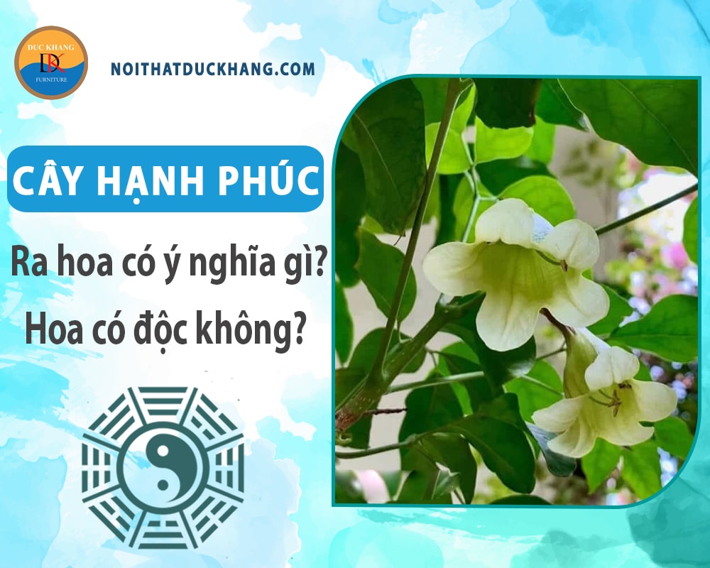 Cây hạnh phúc ra hoa có ý nghĩa gì? Hoa có độc không?