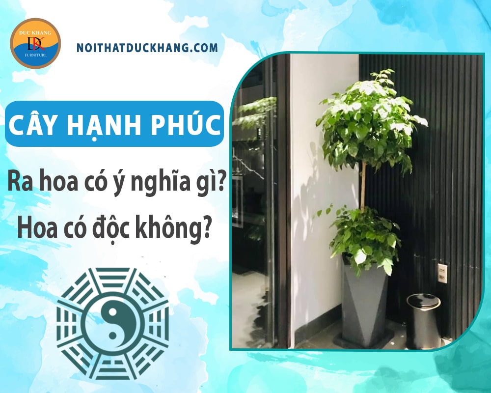 Cây hạnh phúc ra hoa có ý nghĩa gì? Hoa có độc không?