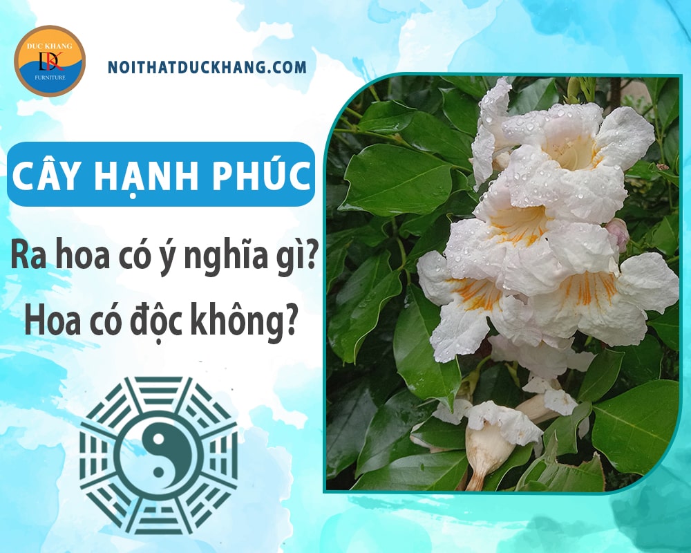 Cây hạnh phúc ra hoa có ý nghĩa gì? Hoa có độc không?