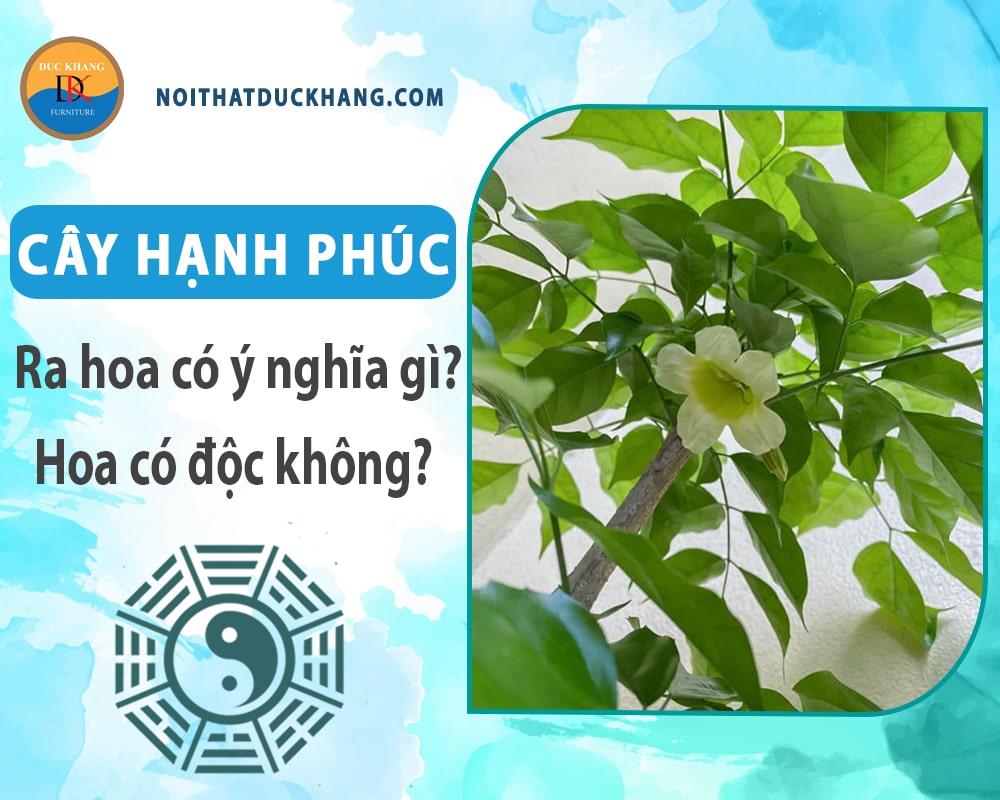 Cây hạnh phúc ra hoa có ý nghĩa gì? Hoa có độc không?