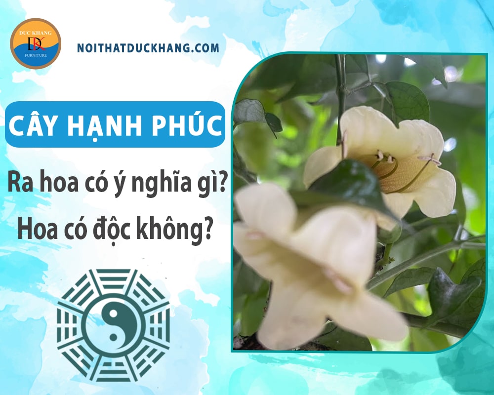Cây hạnh phúc ra hoa có ý nghĩa gì? Hoa có độc không?