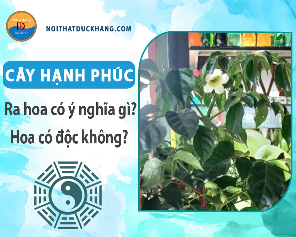 Cây hạnh phúc ra hoa có ý nghĩa gì? Hoa có độc không?